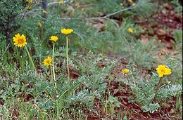 Image of California balsamroot