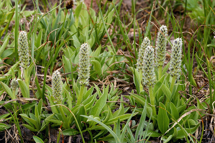 Image de Salix petrophila Rydb.