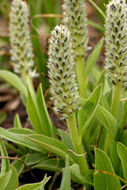 Image de Salix petrophila Rydb.