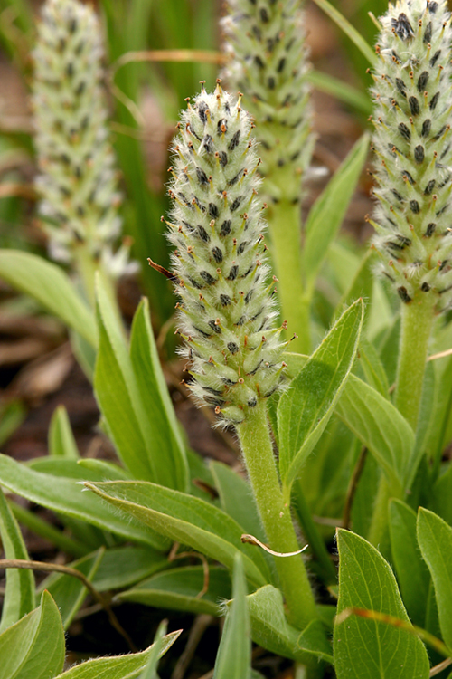 Image of alpine willow