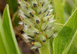 Image of alpine willow