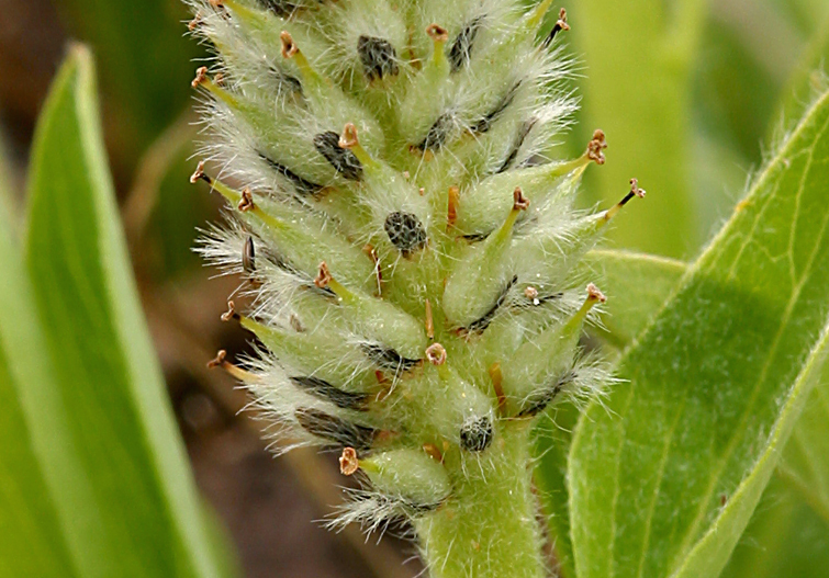 Salix petrophila Rydb. resmi