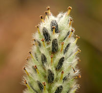 Image of alpine willow