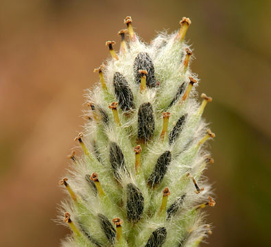 Image of alpine willow