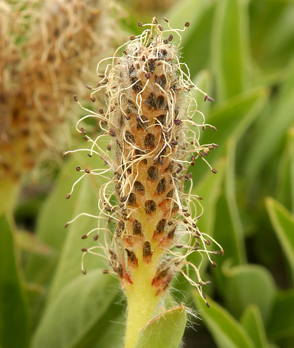 Salix petrophila Rydb. resmi