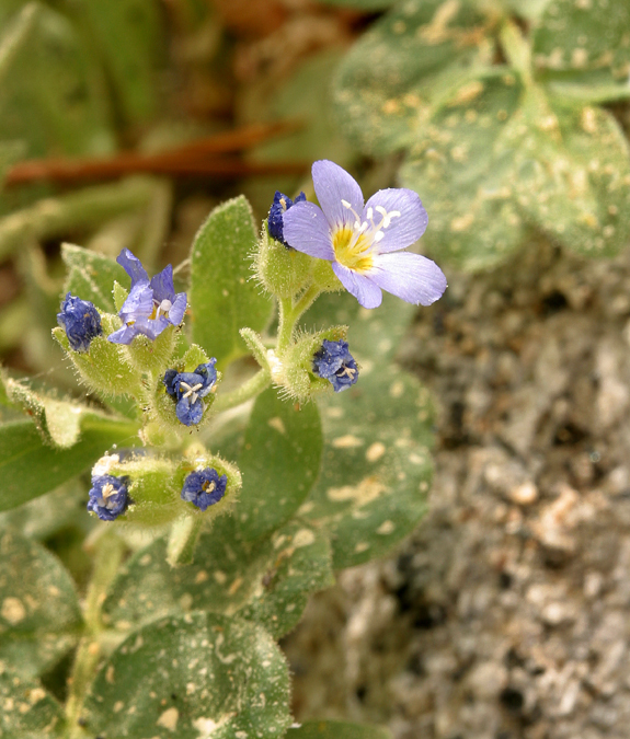 Слика од Polemonium californicum Eastw.