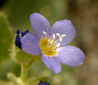 Image de Polemonium californicum Eastw.