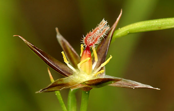 Juncus drummondii E. Mey. resmi