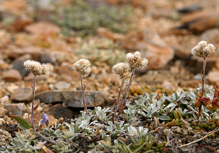 Imagem de Antennaria rosea subsp. confinis (Greene) R. J. Bayer