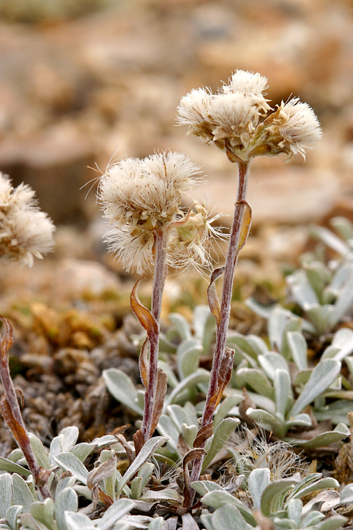 Imagem de Antennaria rosea subsp. confinis (Greene) R. J. Bayer