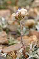 Imagem de Antennaria rosea subsp. confinis (Greene) R. J. Bayer