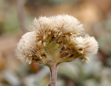 Image of rosy pussytoes