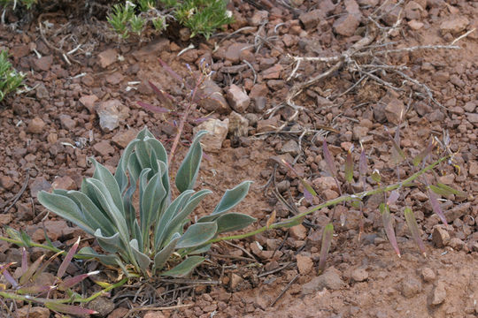 Image de Phoenicaulis cheiranthoides Nutt.