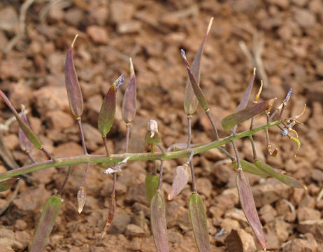 Image de Phoenicaulis cheiranthoides Nutt.