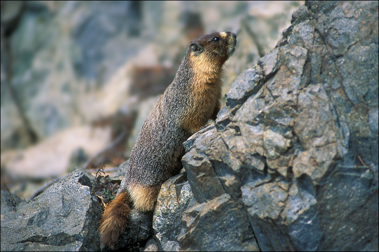 Image of Yellow-bellied Marmot