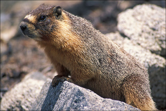 Imagem de Marmota flaviventris (Audubon & Bachman 1841)