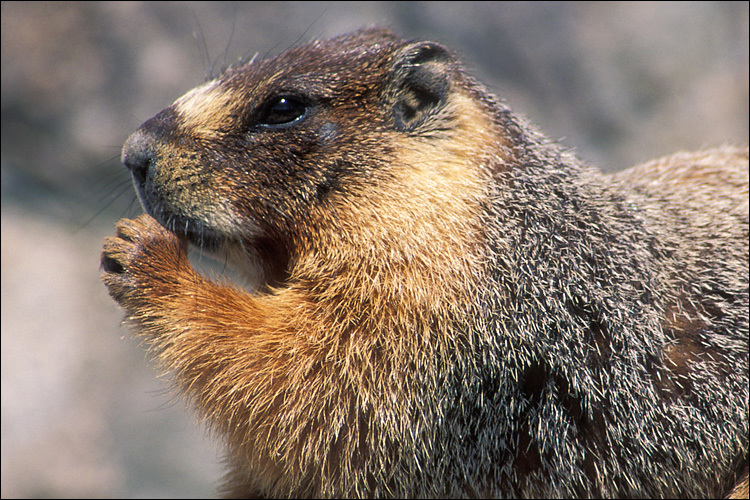 Image of Yellow-bellied Marmot