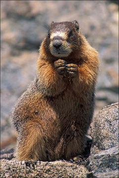 Image of Yellow-bellied Marmot