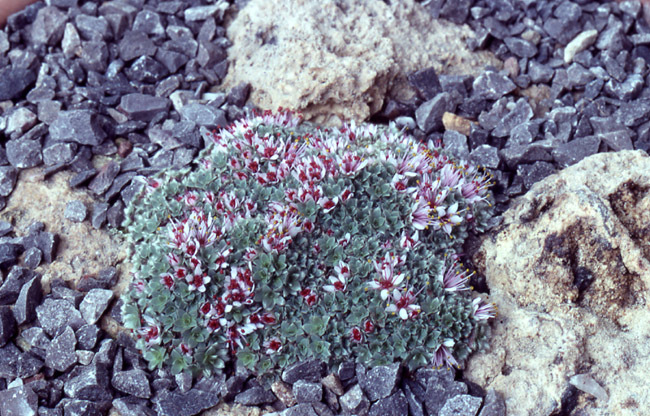 Kelseya uniflora (S. Wats.) Rydb.的圖片