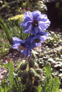 Image of Meconopsis horridula Hook. fil. & Thomson