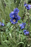 Imagem de Meconopsis horridula Hook. fil. & Thomson