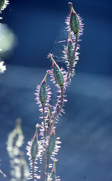 Image of Meconopsis horridula Hook. fil. & Thomson