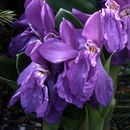 Image of Roscoea humeana Balf. fil. & W. W. Sm.