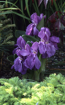 Image de Roscoea humeana Balf. fil. & W. W. Sm.