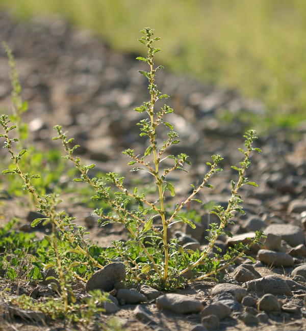 Image of white amaranth, white pigweed