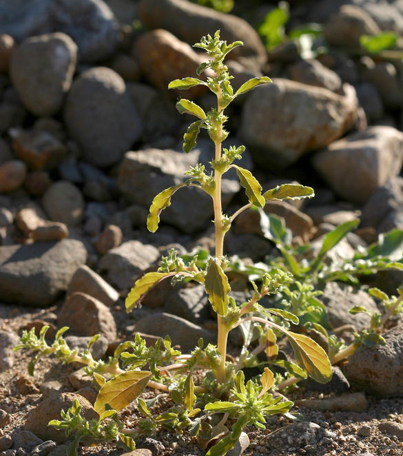 Image of white amaranth, white pigweed