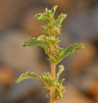 Image of white amaranth, white pigweed