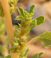 Image of white amaranth, white pigweed