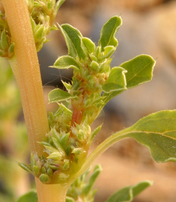 Image of white amaranth, white pigweed