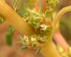 Image of white amaranth, white pigweed