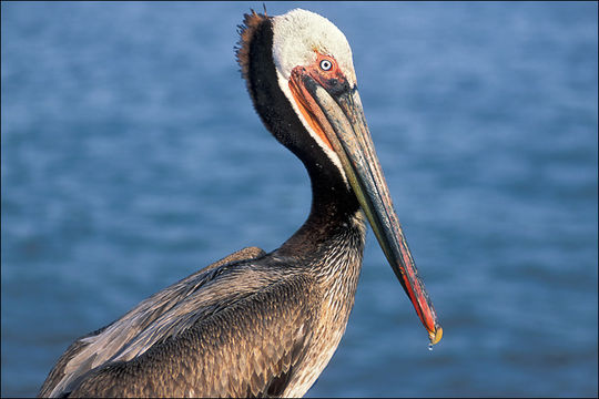 Image of California brown pelican