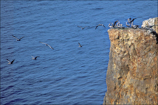 Image of California brown pelican