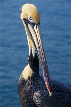 Image of California brown pelican