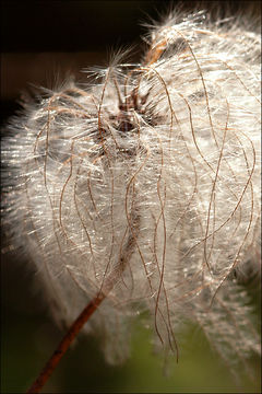 Imagem de Clematis alpina (L.) Miller