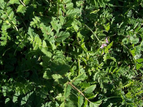 Image of musky stork's bill