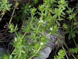 Image of warty bedstraw