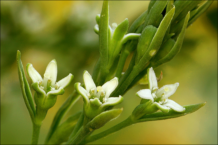 Image of Thesium rostratum Mert. & Koch