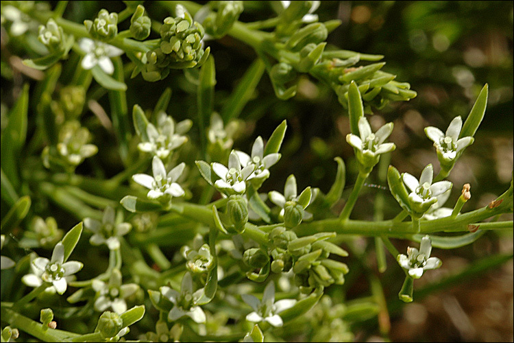 Image of Thesium rostratum Mert. & Koch