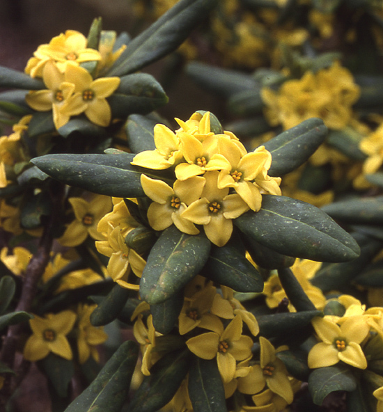 Image of Daphne jezoensis Maxim.