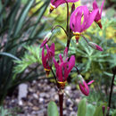 Image of <i>Dodecatheon pulchellum</i> ssp. red wings