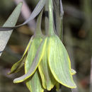 Fritillaria bithynica Baker resmi