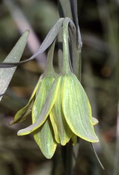 Fritillaria bithynica Baker resmi