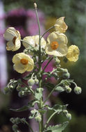 Image of Meconopsis paniculata (D. Don) Prain