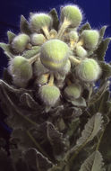 Image of Meconopsis paniculata (D. Don) Prain