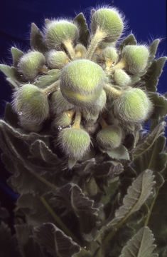 Imagem de Meconopsis paniculata (D. Don) Prain