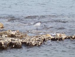 Image of Little Egret